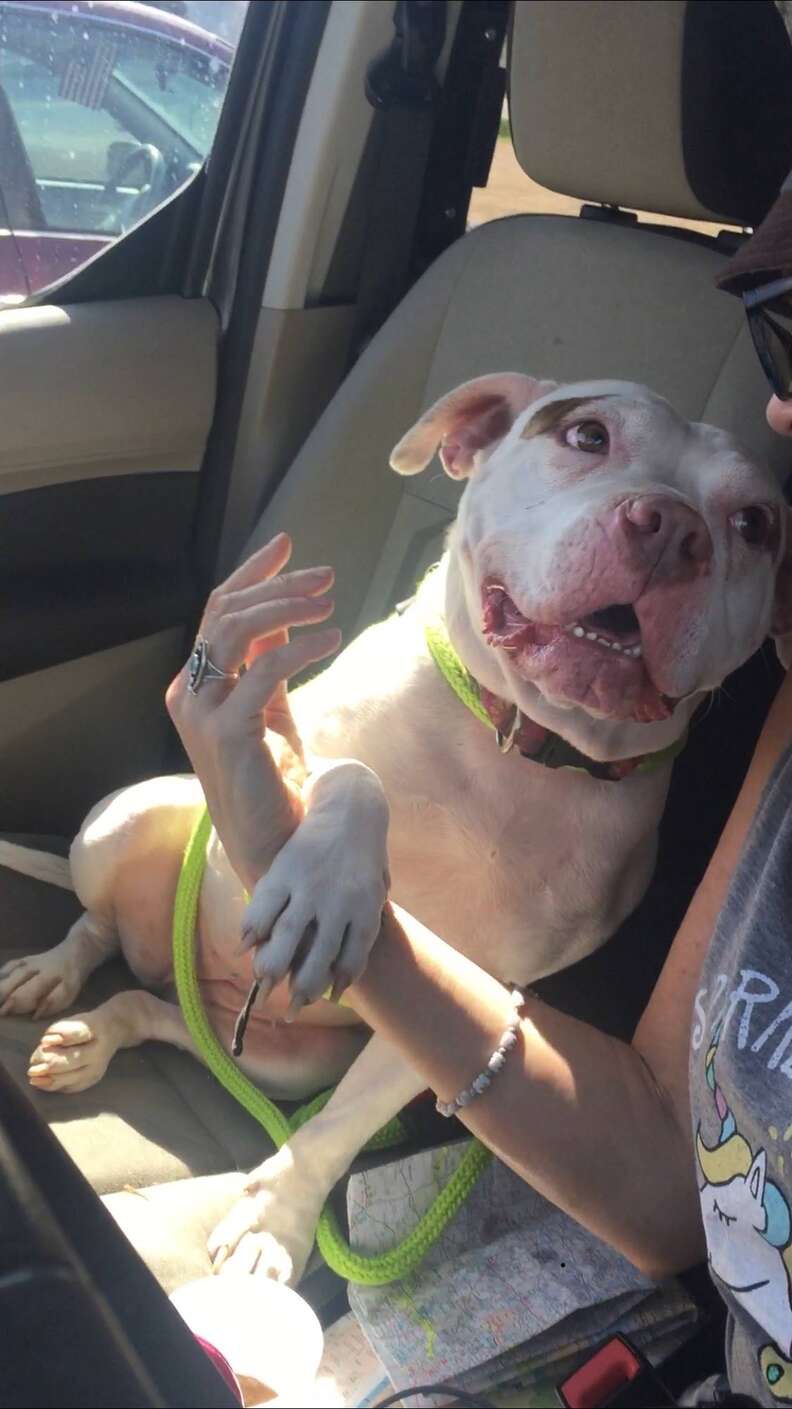 Nellie the foster pit bull in Texas