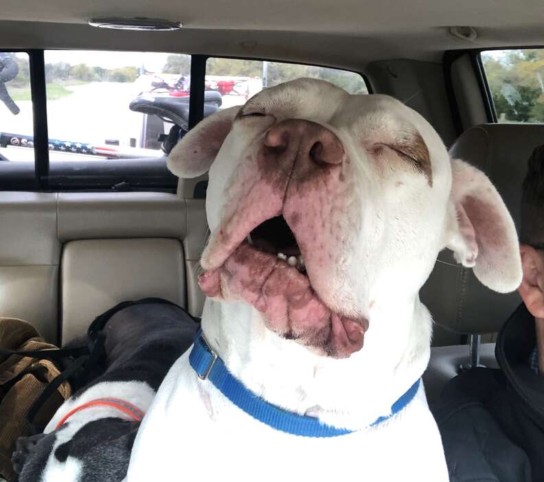 Dog protects foster mom from snake on hike