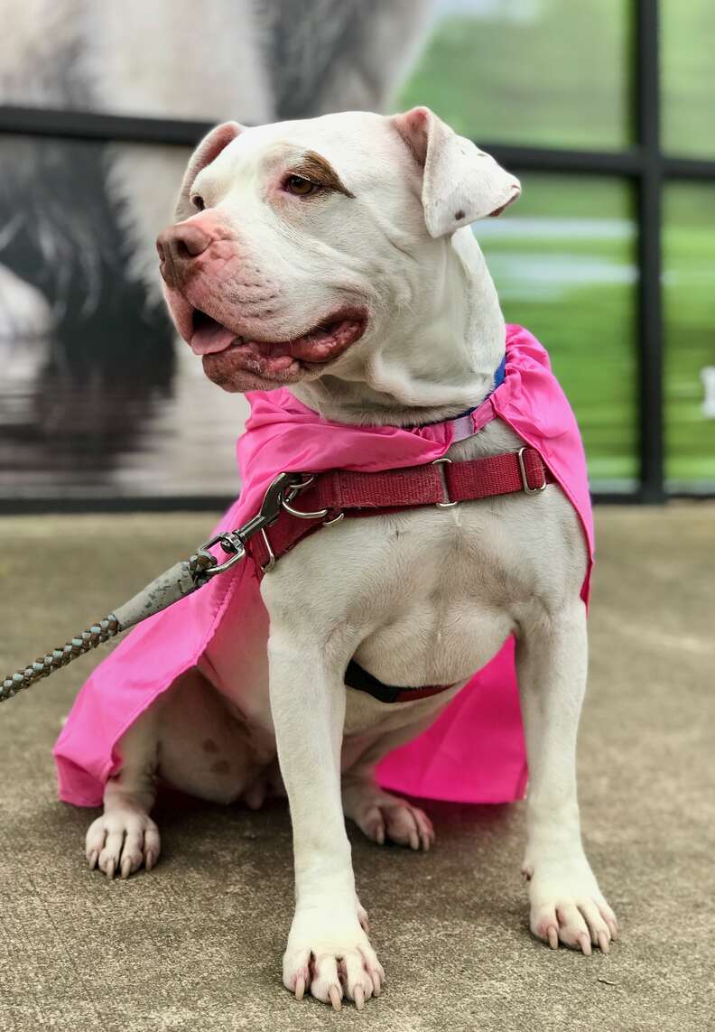 Nellie the hero pitbull