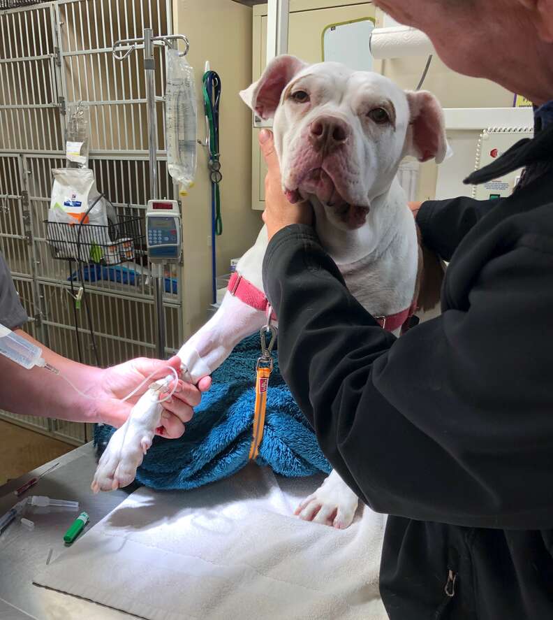 Dog is treated for a snake bite at the vet