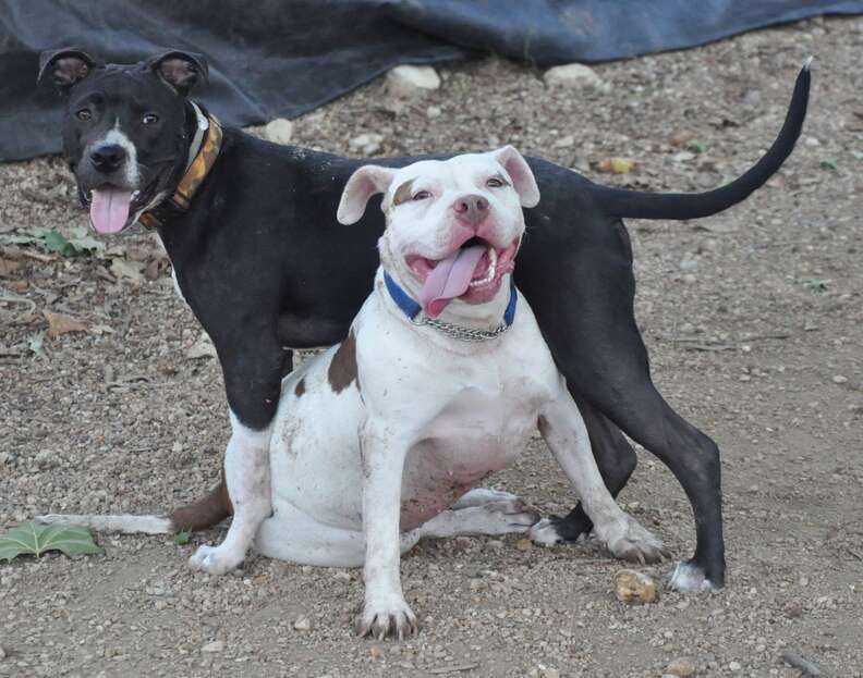 Nellie the hero dog heals from snake bite