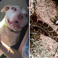 Hero Dog Saves Foster Mom From Rattlesnake