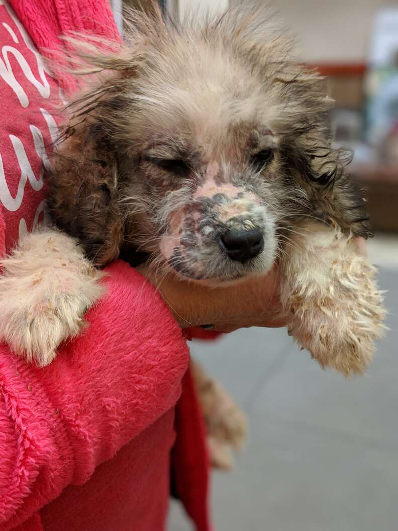 A Great Pyrenees rescue puppy