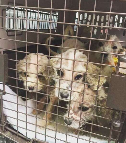 tiny sick puppies rescued by SCCR