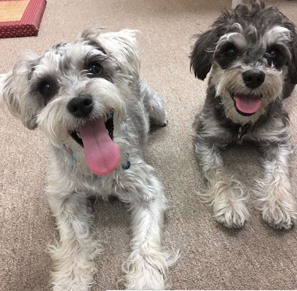 Thoughtful Dog Helps His Sister Escape Over Fence - The Dodo