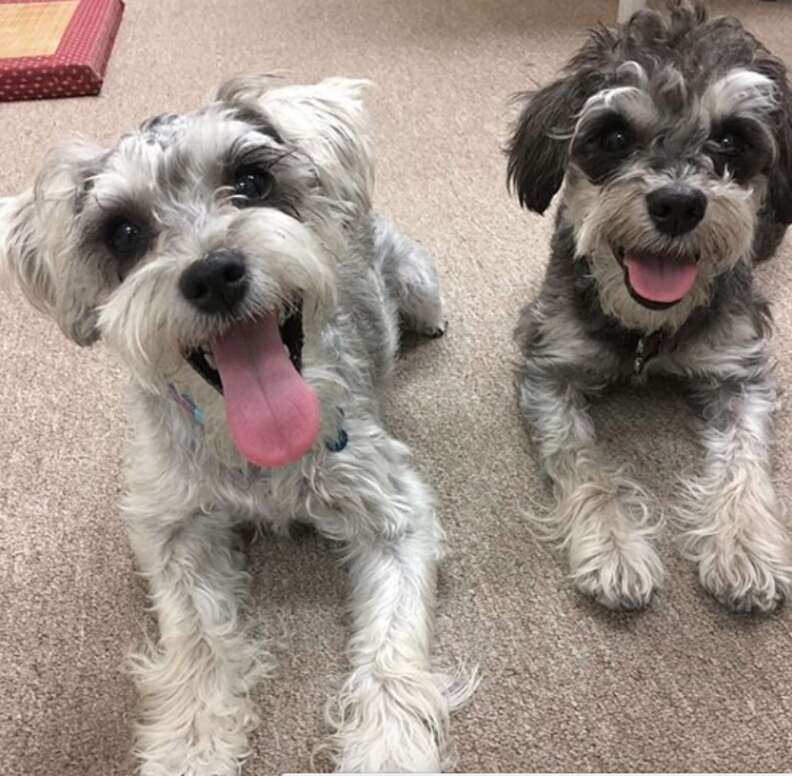 Thoughtful Dog Helps His Sister Escape Over Fence - The Dodo