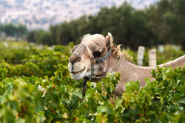 At the 'Val d'Argan' vineyard in the village of Ounara in the western region of Essaouira. 