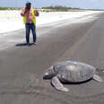 Endangered sea turtle tries to lay eggs on paved-over beach