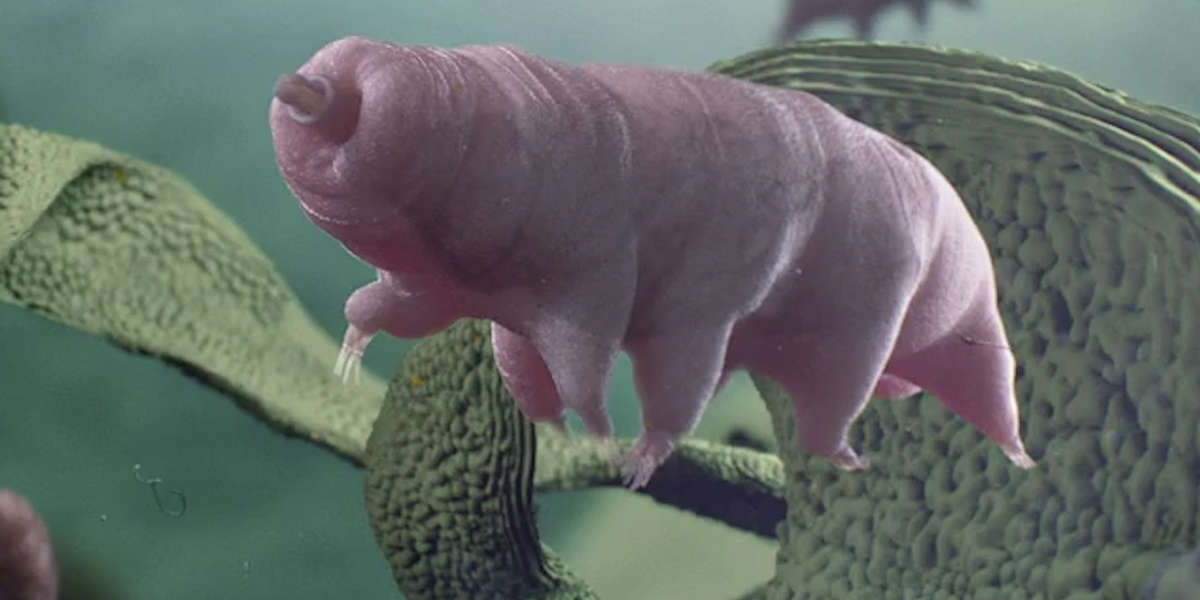 Meet The Tiniest, Toughest Animal Who Can Survive In Space And ...