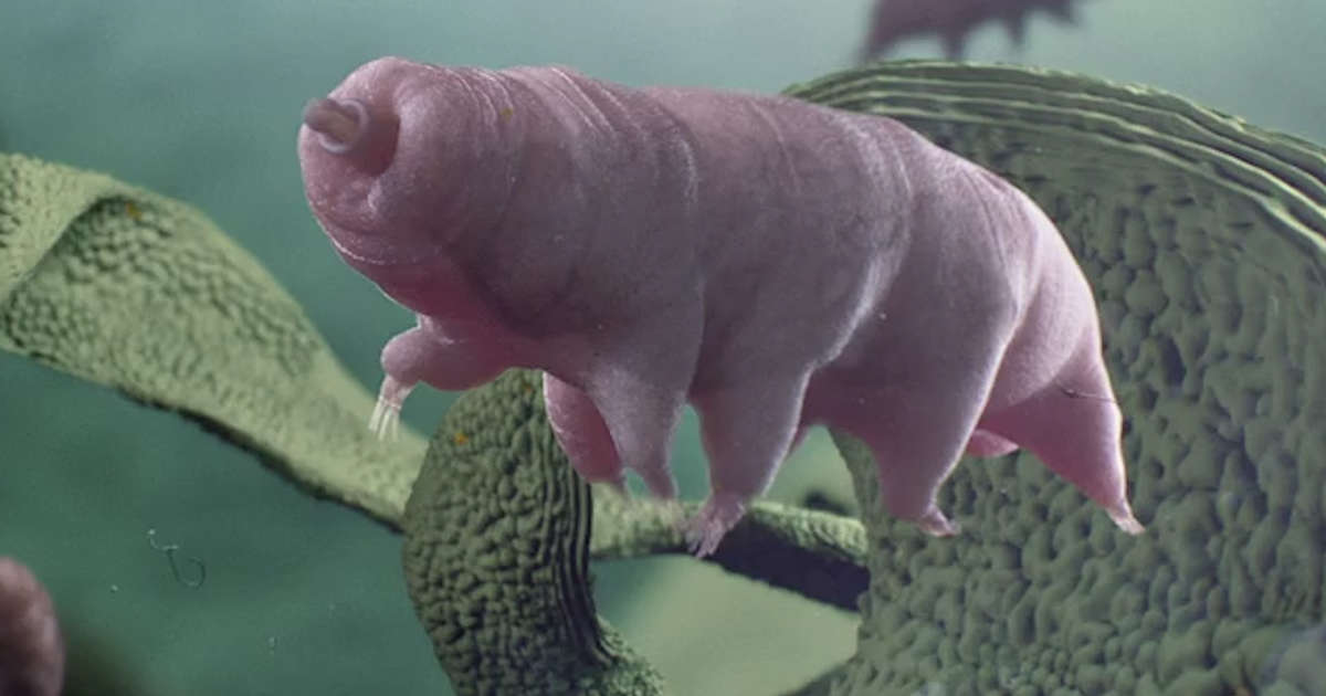 Meet The Tiniest, Toughest Animal Who Can Survive In Space And