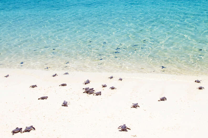 Sea turtle hatchlings making their way to the water