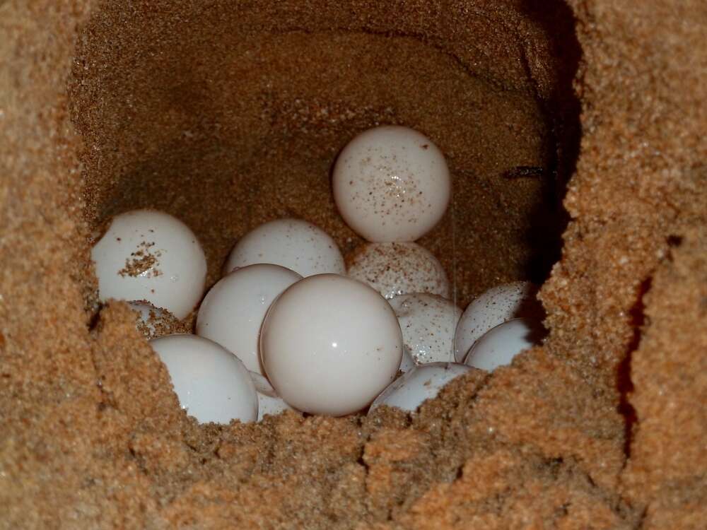 Sea turtle eggs laid in sand