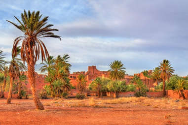 Palm grove near the old town of Ouarzazate