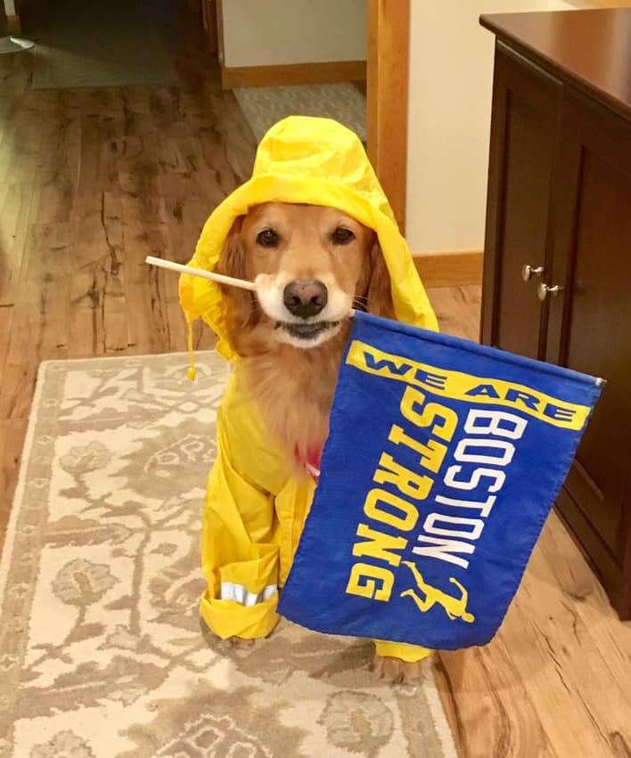 Adorable Therapy Dog Cheers On Boston Marathon Runners - The Dodo