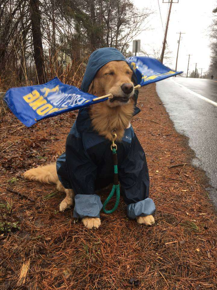 Spencer the therapy dog cheers on 2018 Boston Marathon runners