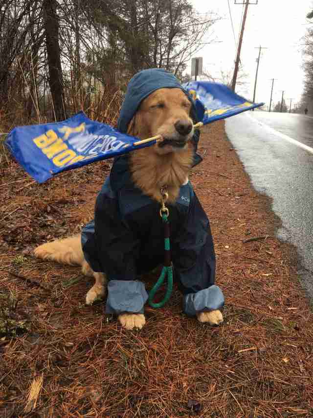 Adorable Therapy Dog Cheers On Boston Marathon Runners - The Dodo