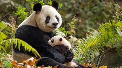 born in china disneynature