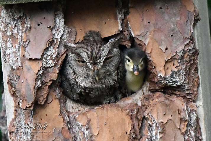 owl and duckling