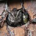owl and duckling