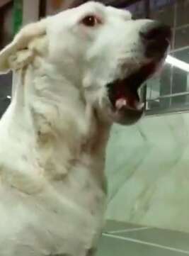 dog who sings in Indian temple every week