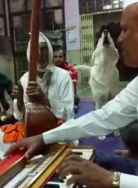Dog who joins in temple chanting by howling