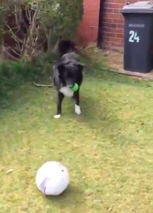 Dog playing football with postman in Scotland