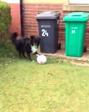 Dog playing soccer with postman when he delivers mail