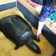 Last known female Yangtze giant softshell turtle dies