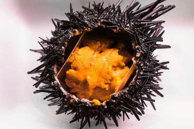 sea urchin