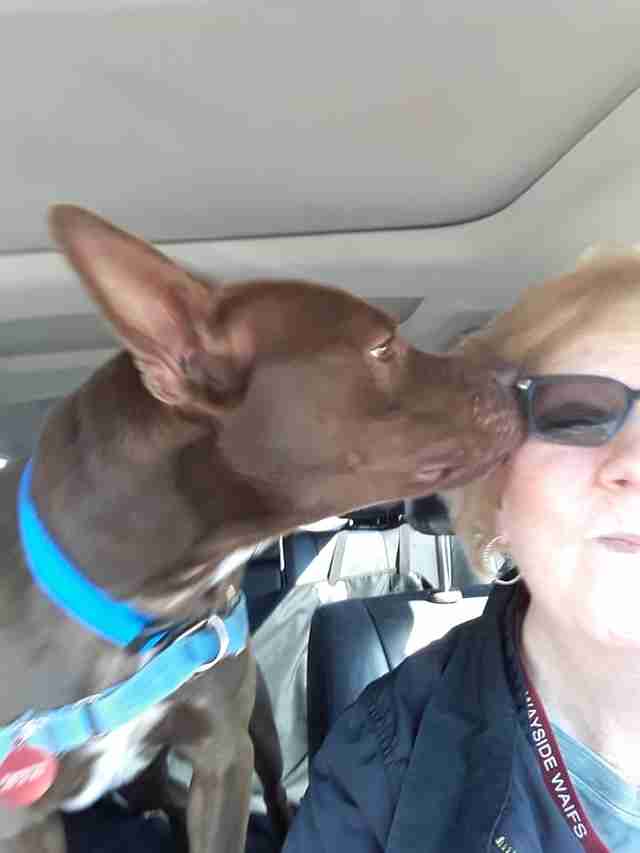 dog needs home