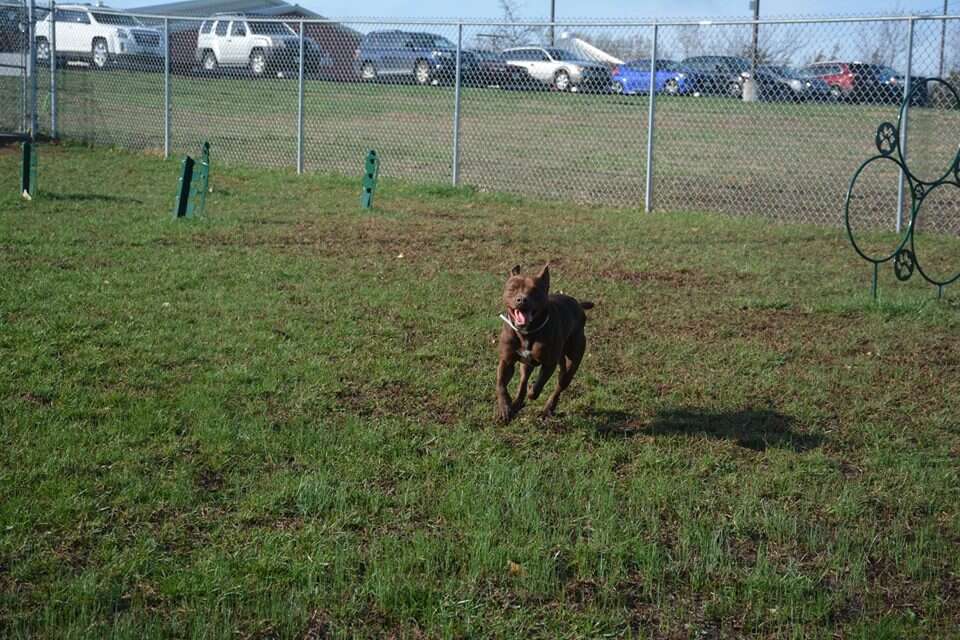 dog needs home