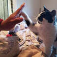 cat learns to high five