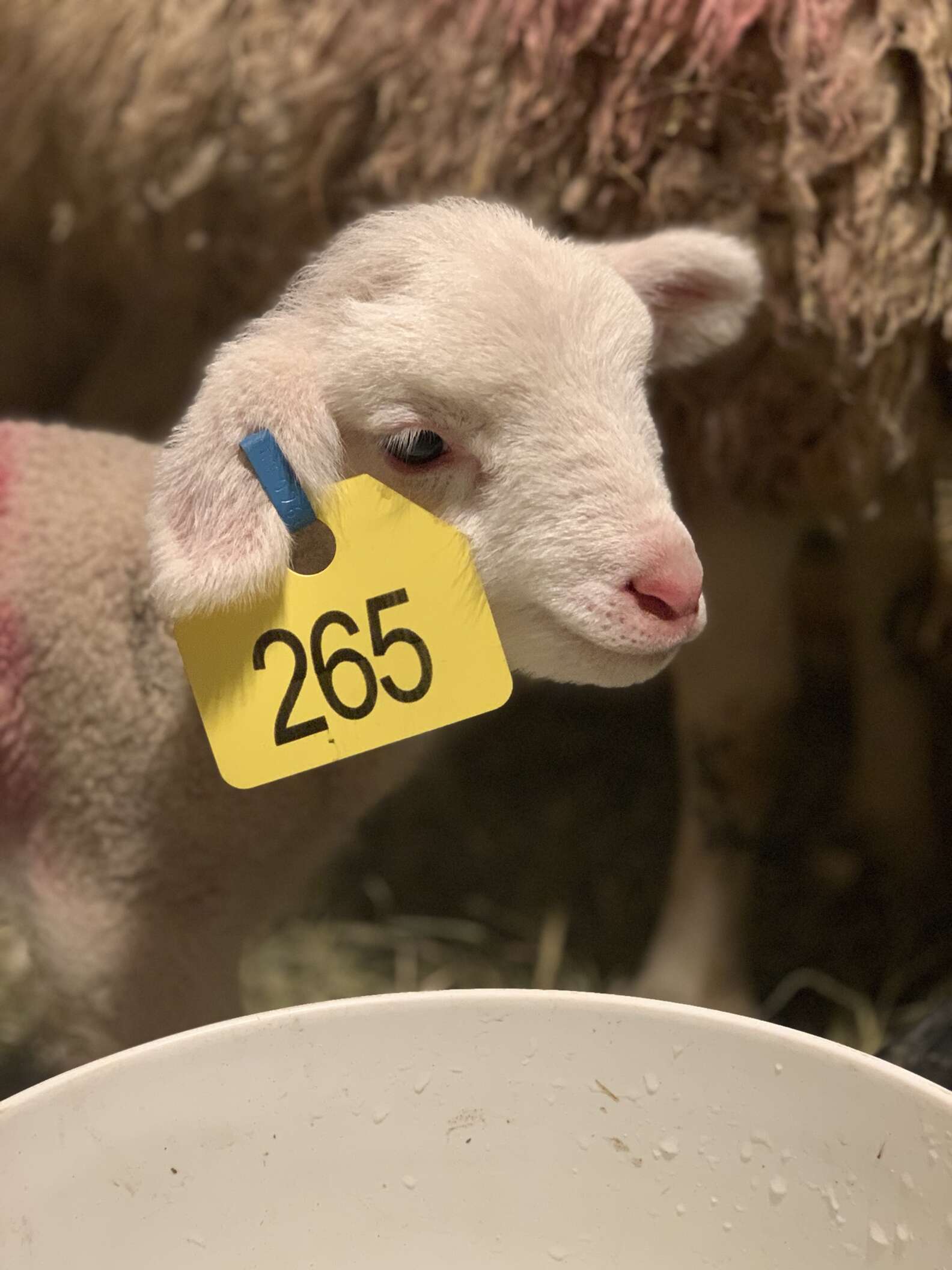 Sheep And Her Baby Lamb Get Saved From Sad Auction In Time For Easter ...