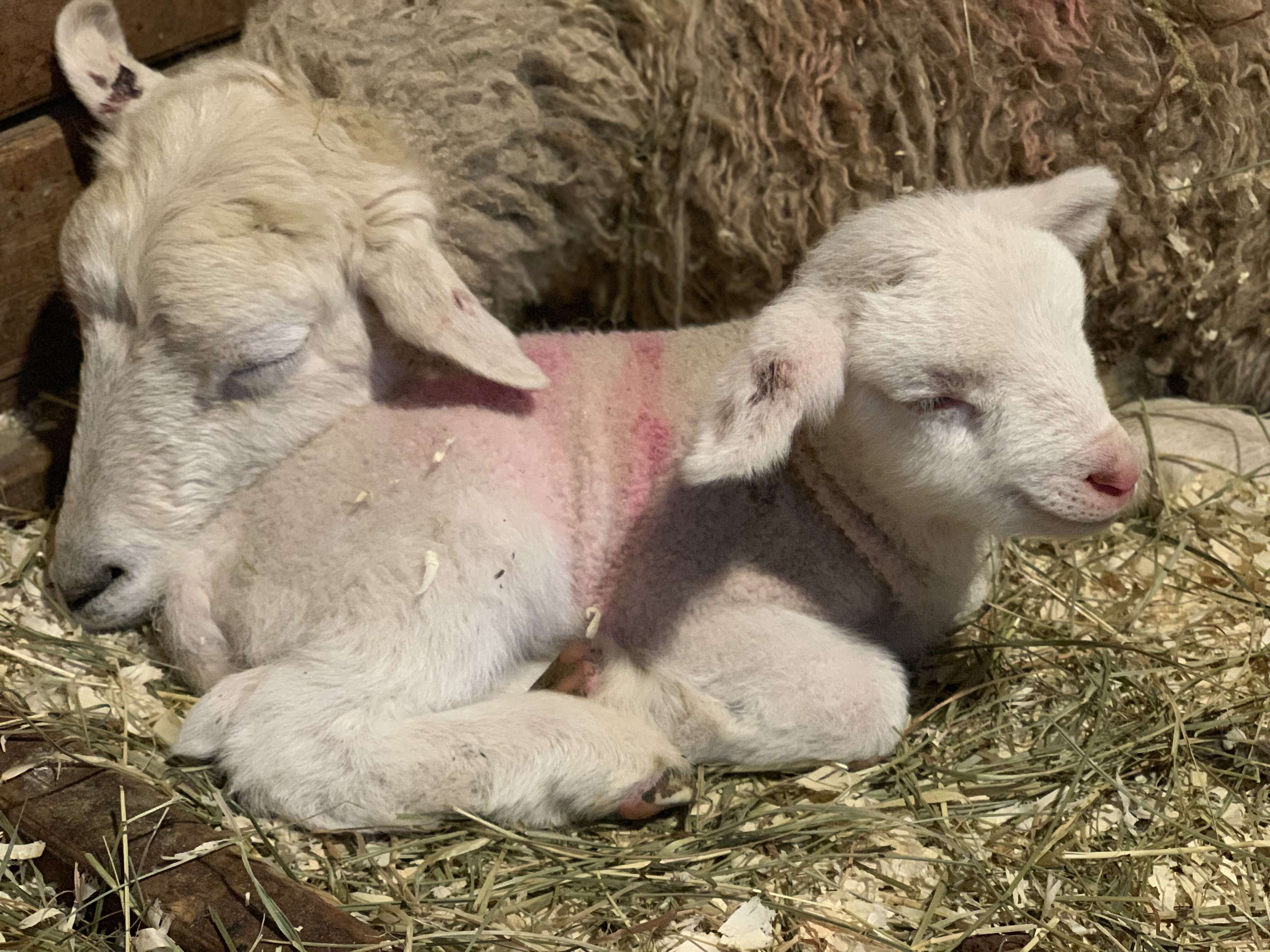 Mother sheep and baby lamb saved from Palm Sunday livestock auction