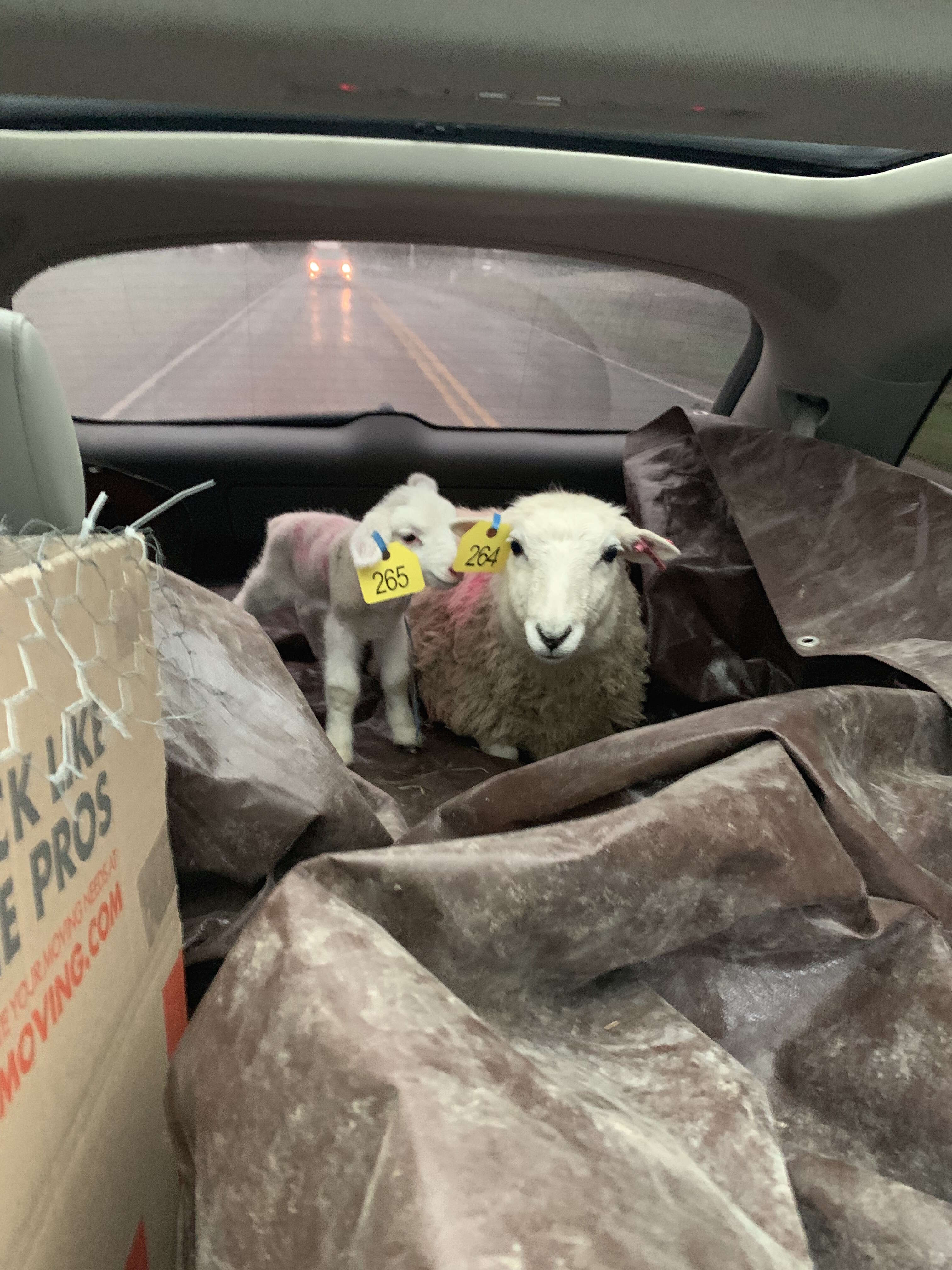 Sheep family saved from Palm Sunday auction in time for Easter