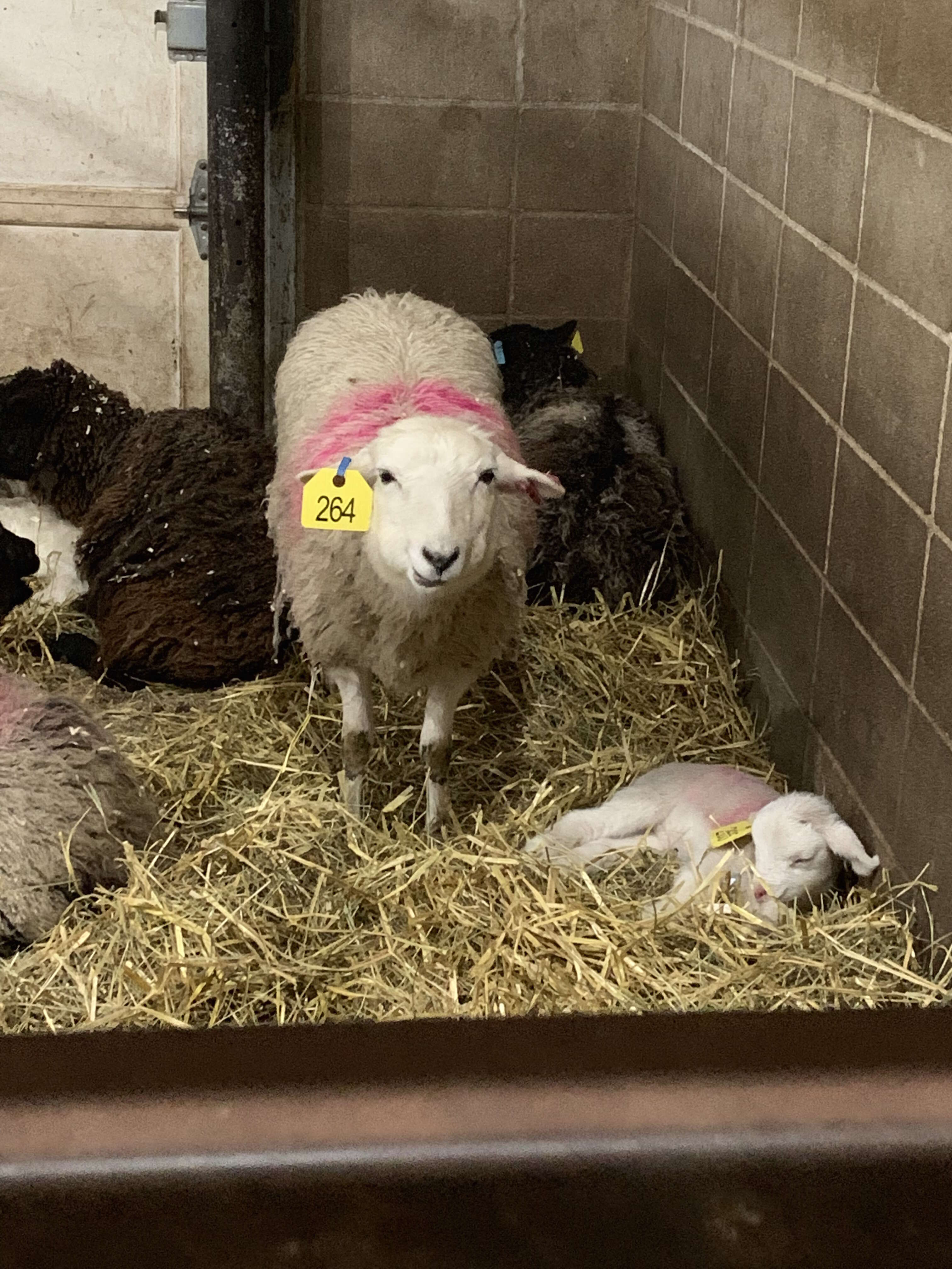 Sheep family saved from Palm Sunday auction in time for Easter 