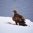 Famous golden eagle found dead of lead poisoning in Yellowstone