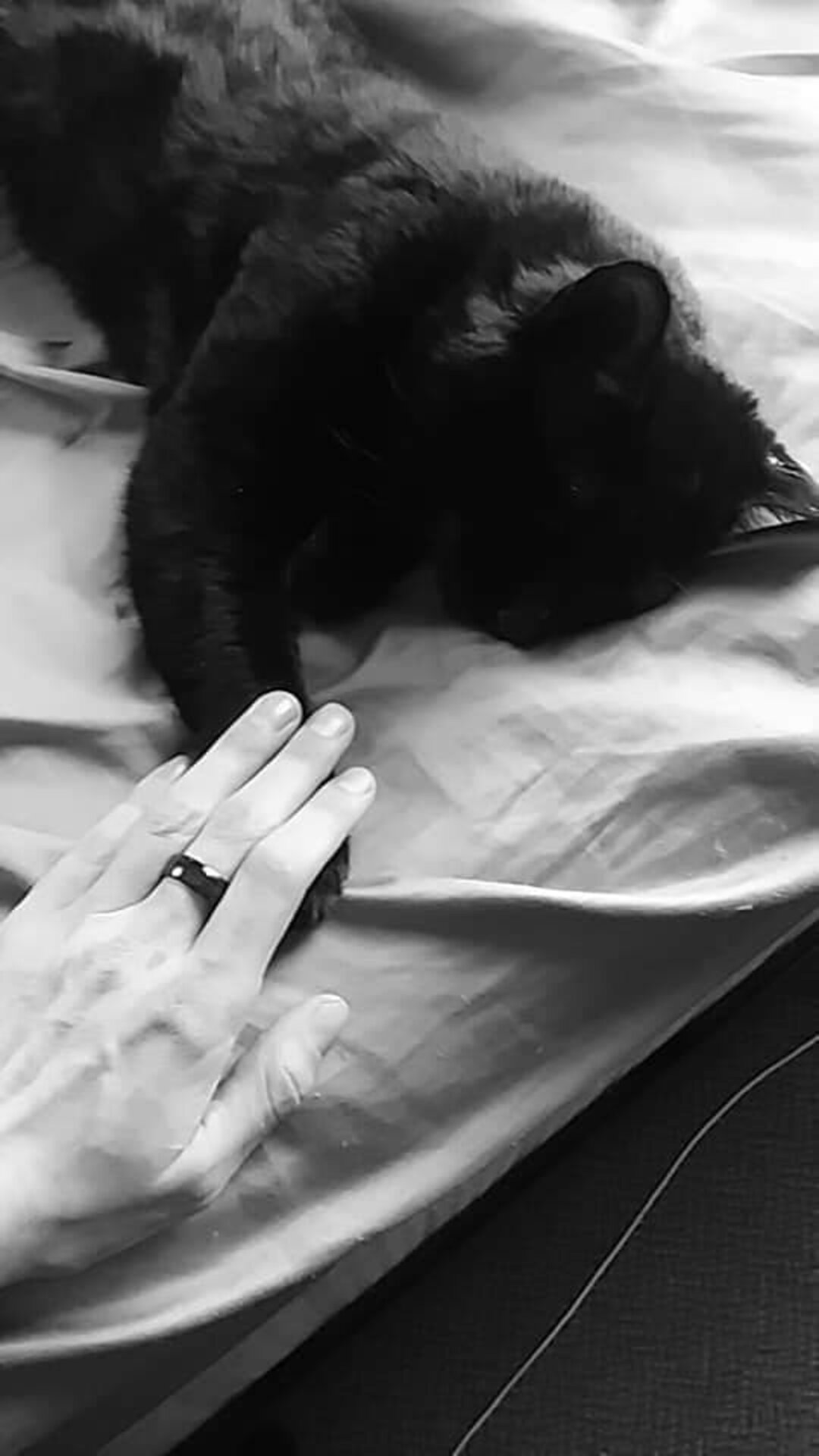 умерший черный кот