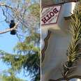 Crow Family Thanks Man Who Helped Them With Tiny Gifts