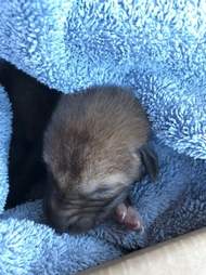coyote pup