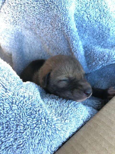 coyote pup
