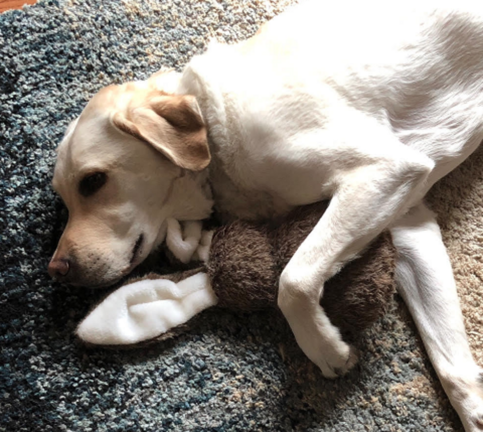Watch This Adorable Service Dog Pick Out A Present On His Birthday