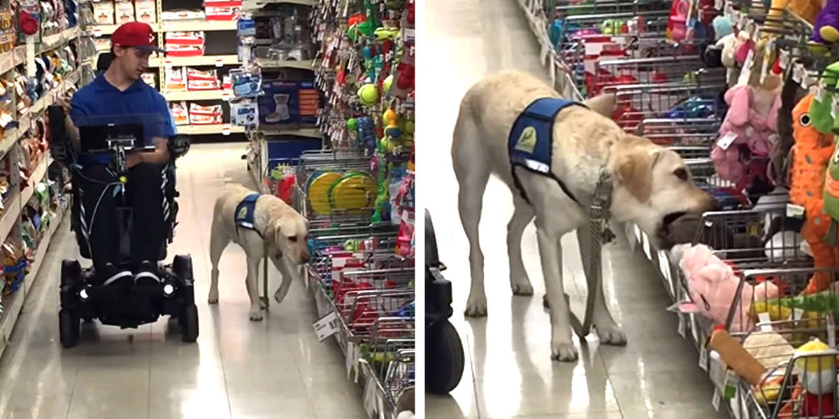 Watch This Adorable Service Dog Pick Out A Present On His Birthday
