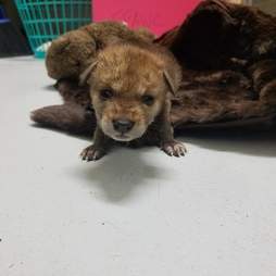 coyote pup