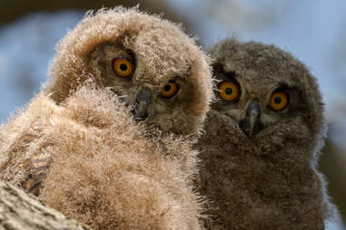 owls