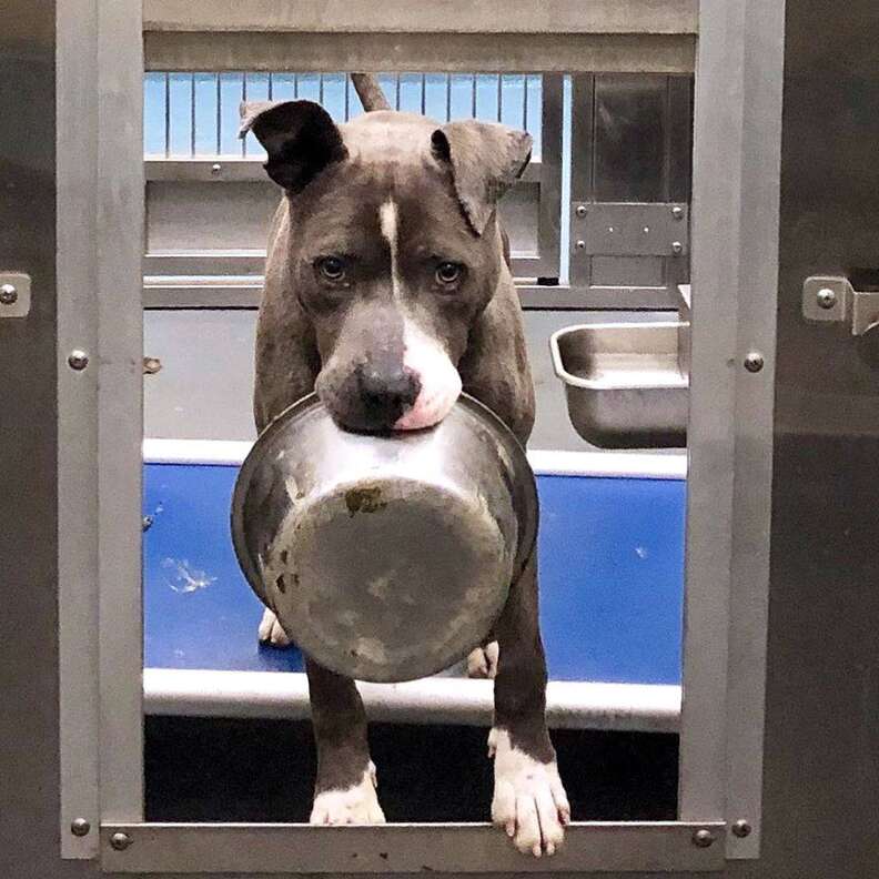 dog loves food bowl