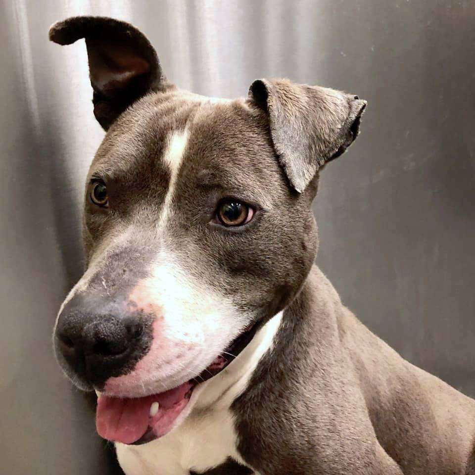 Shelter Dog Is Obsessed With His Food Bowl - The Dodo