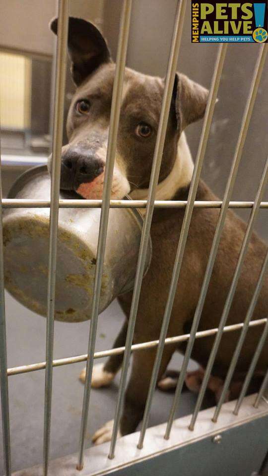 dog loves food bowl