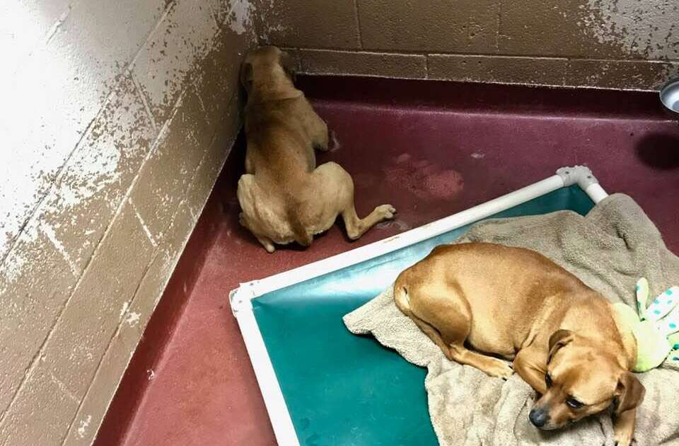 Shelter Dog Refuses To Move From Her Corner - The Dodo