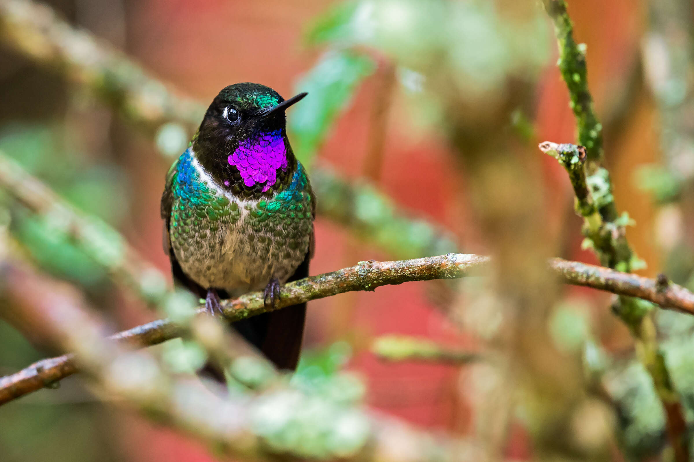 Amethyst-throated Sunangel